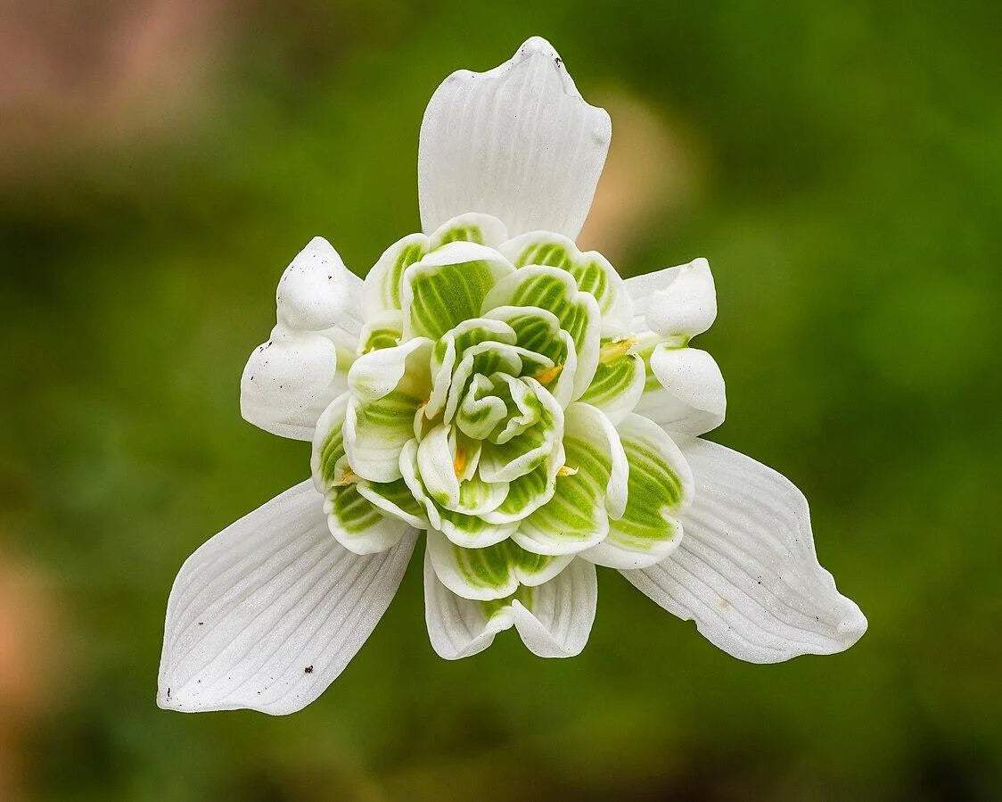 Nivalis Flower Seeds for Planting - Vibrant Blooms for Your Garden