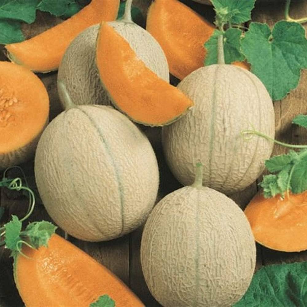 Galia melon seed germination and care tips