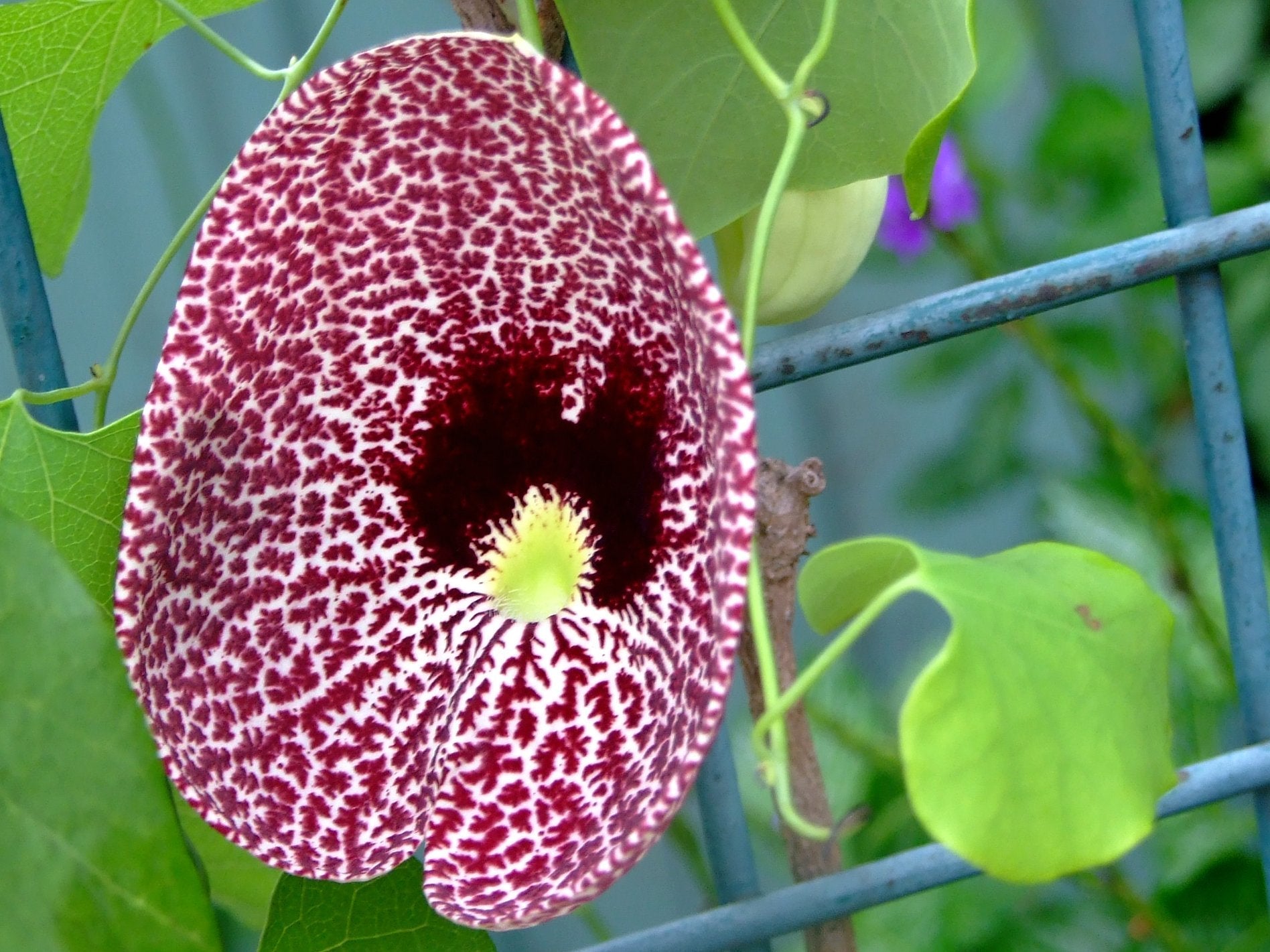 Aristolochia Elegans Vines on Garden Arch