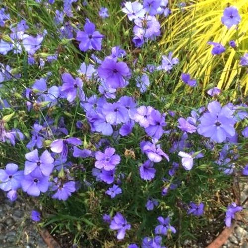 Garden Blue Oculata Flower Seeds