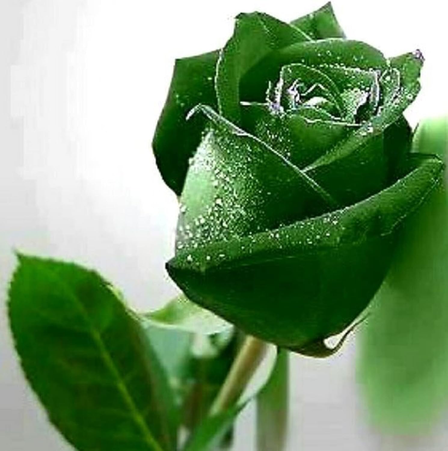 Green Roses in Garden Borders