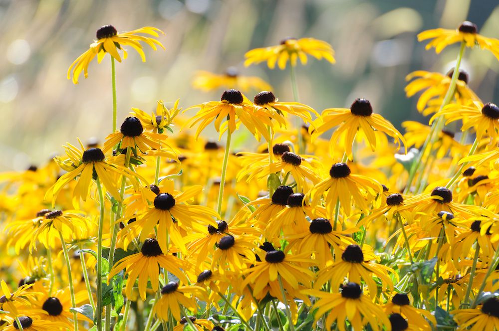 Yellow Bloom Seeds For Spartium Planting Flower