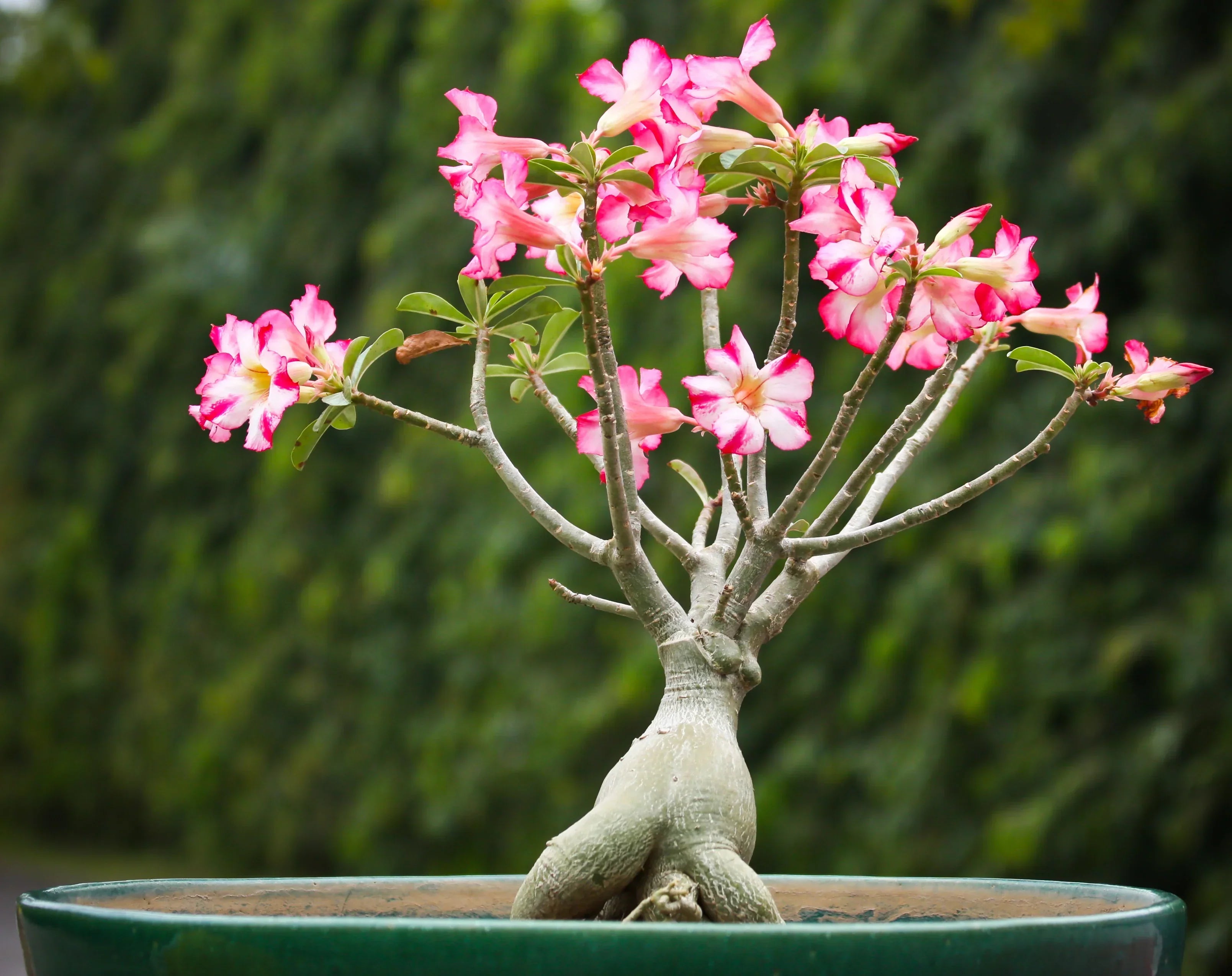 Thick Pink Adenium Obesum in Garden Borders