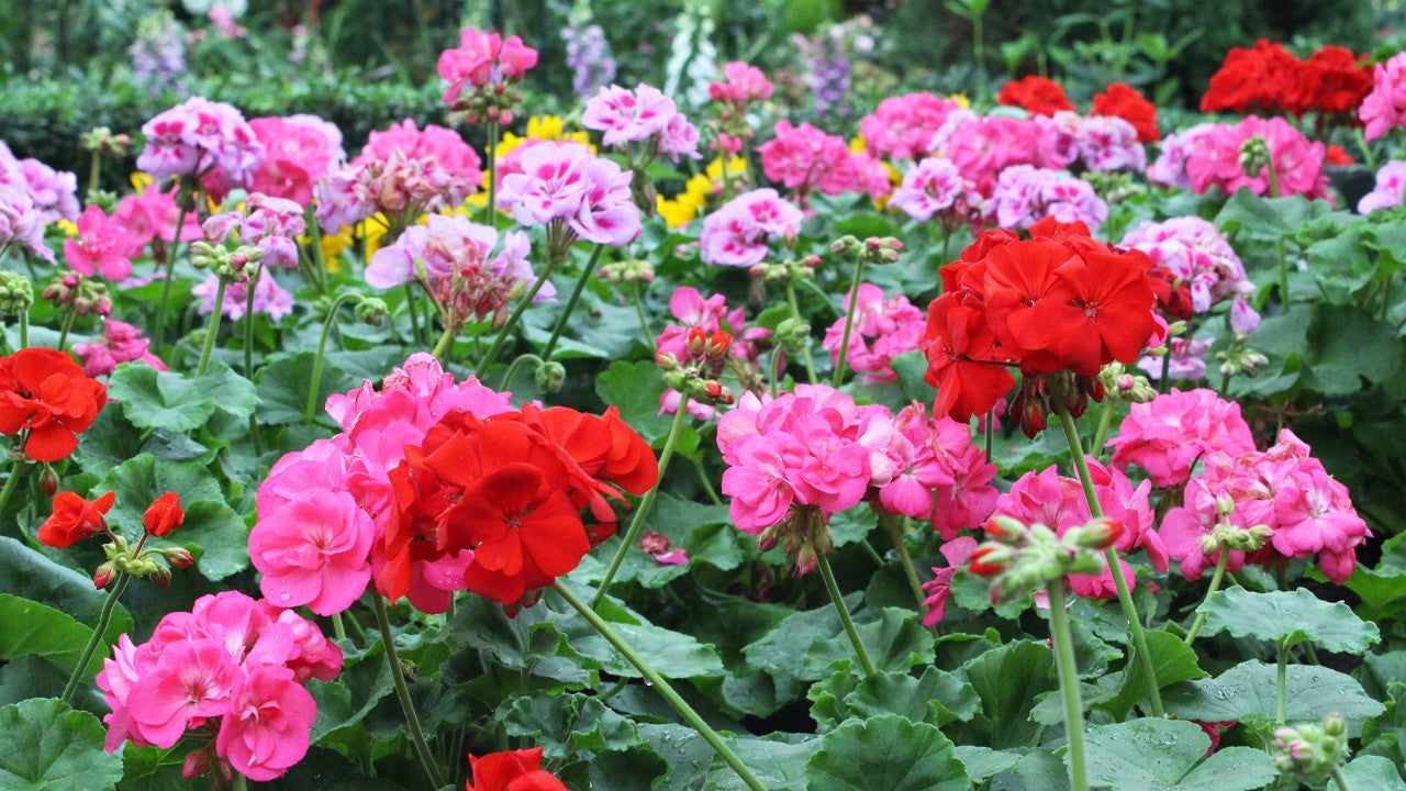 White Geranium Flowers in Garden Borders