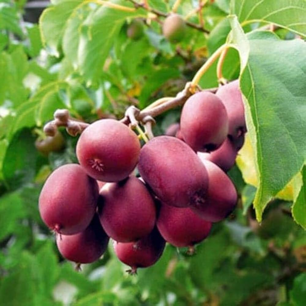Red Heart Kiwi vines grown from seeds in a home garden