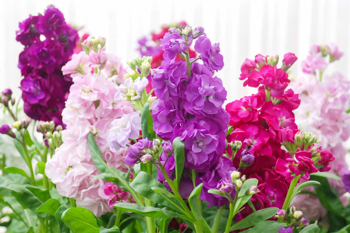 Garden Mixed Matthiola Incana Seeds