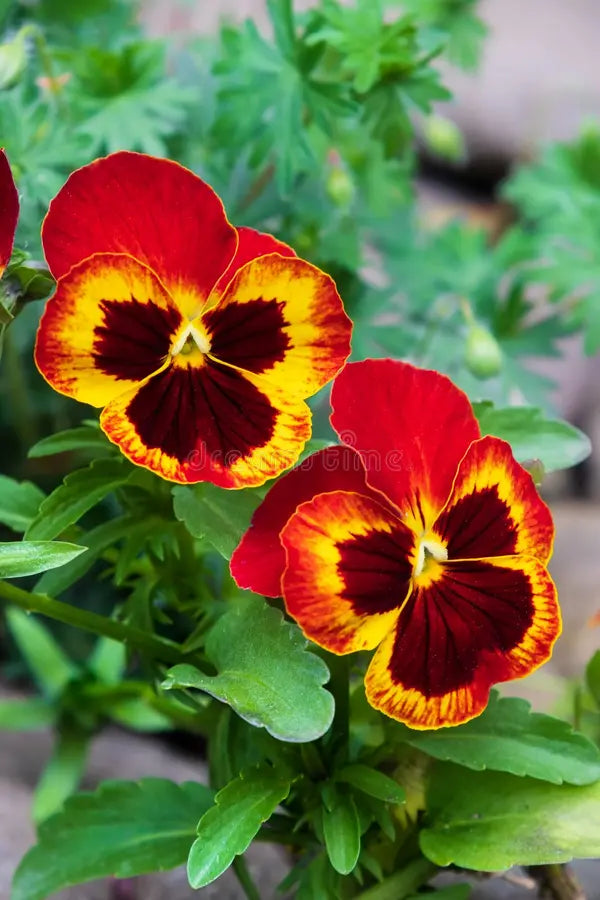 Orange Violet Pansy Flower seeds for Planting - Compact Growth, Heirloom & GMO Free Seeds for Home Garden