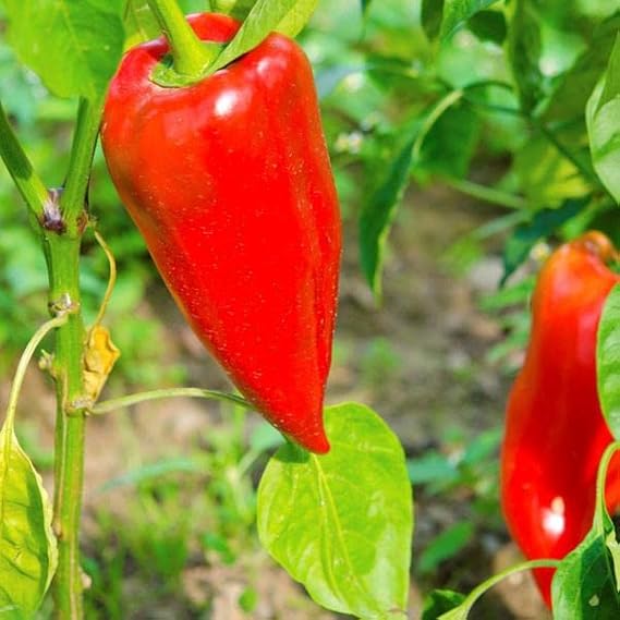 Leutschauer Paprika plants growing in garden