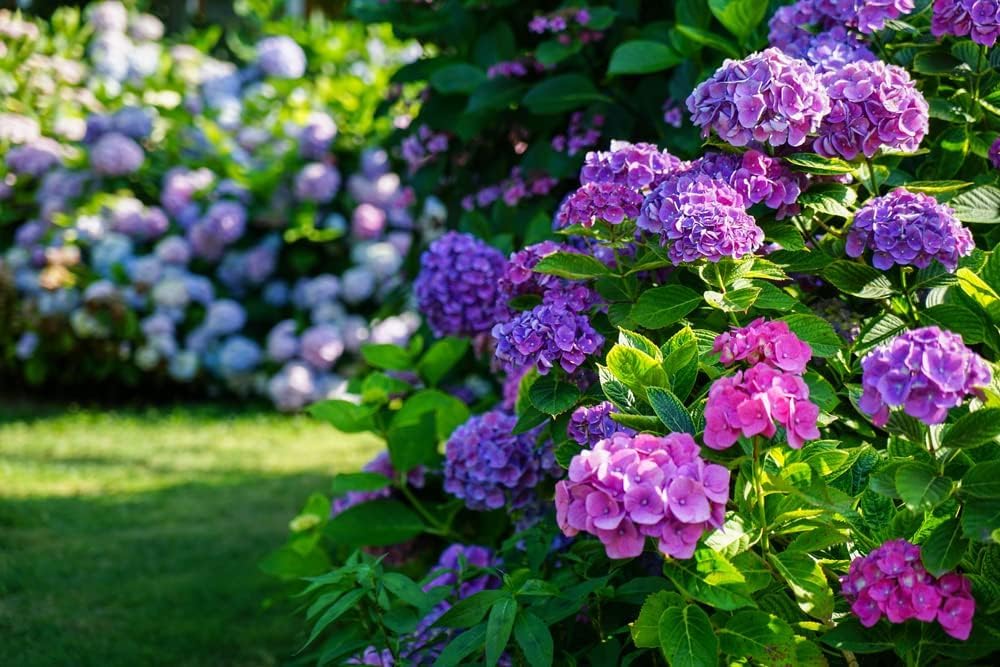 Garden Purple Hydrangea Flower Seeds