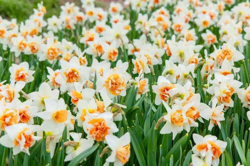 Thick Orange White Daffodils Flower Seeds for Planting Easy to Grow Heirloom & GMO Free Seeds for Home Garden
 
 Sale