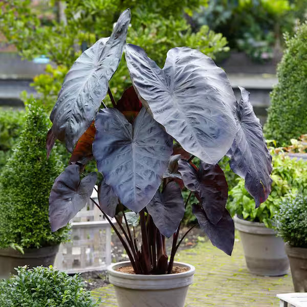 Leaf Alocasia Flower seeds for Planting - Vibrant Colors, Heirloom & GMO Free Seeds for Home Garden