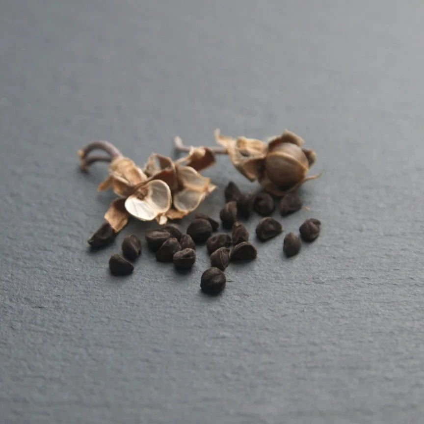 Heirloom Petunia Seeds – Fragrant Flowers for Hanging Baskets and Beds