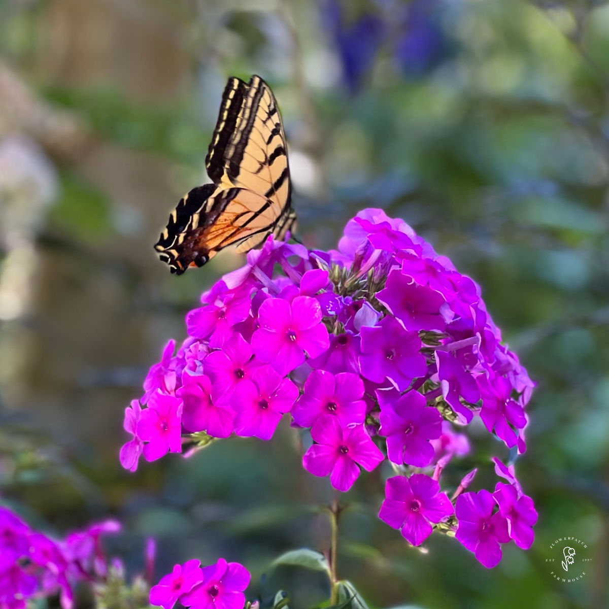 Organic Phlox Drummondii Flower Seeds – Fragrant Mix for Home Gardens