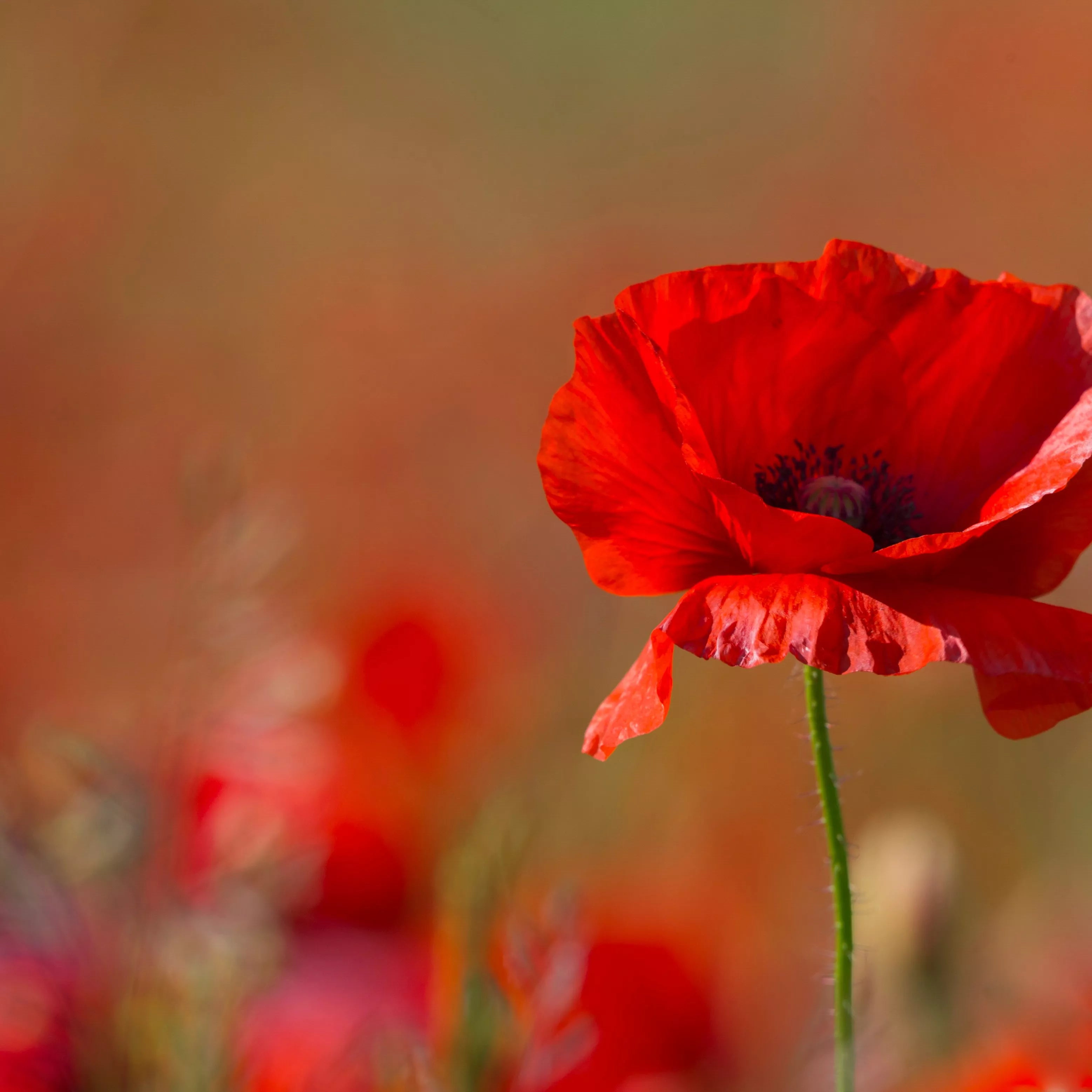 Mixed Poppy Seeds – Non-GMO Wildflower Blooms Attracting Pollinators