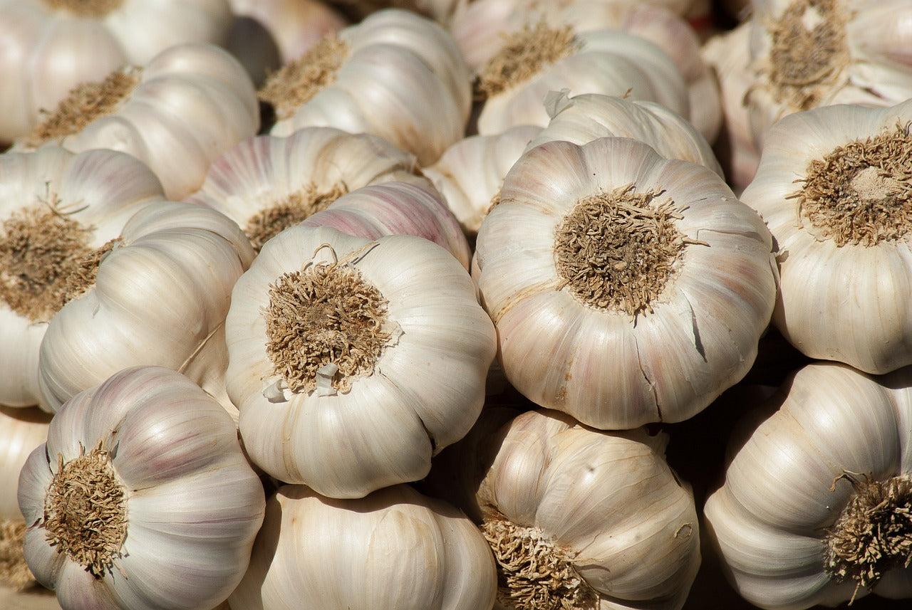 Vegetable Garlic Seeds For Planting - Premium Flavorful Bulbs Home Gardening And Culinary Use