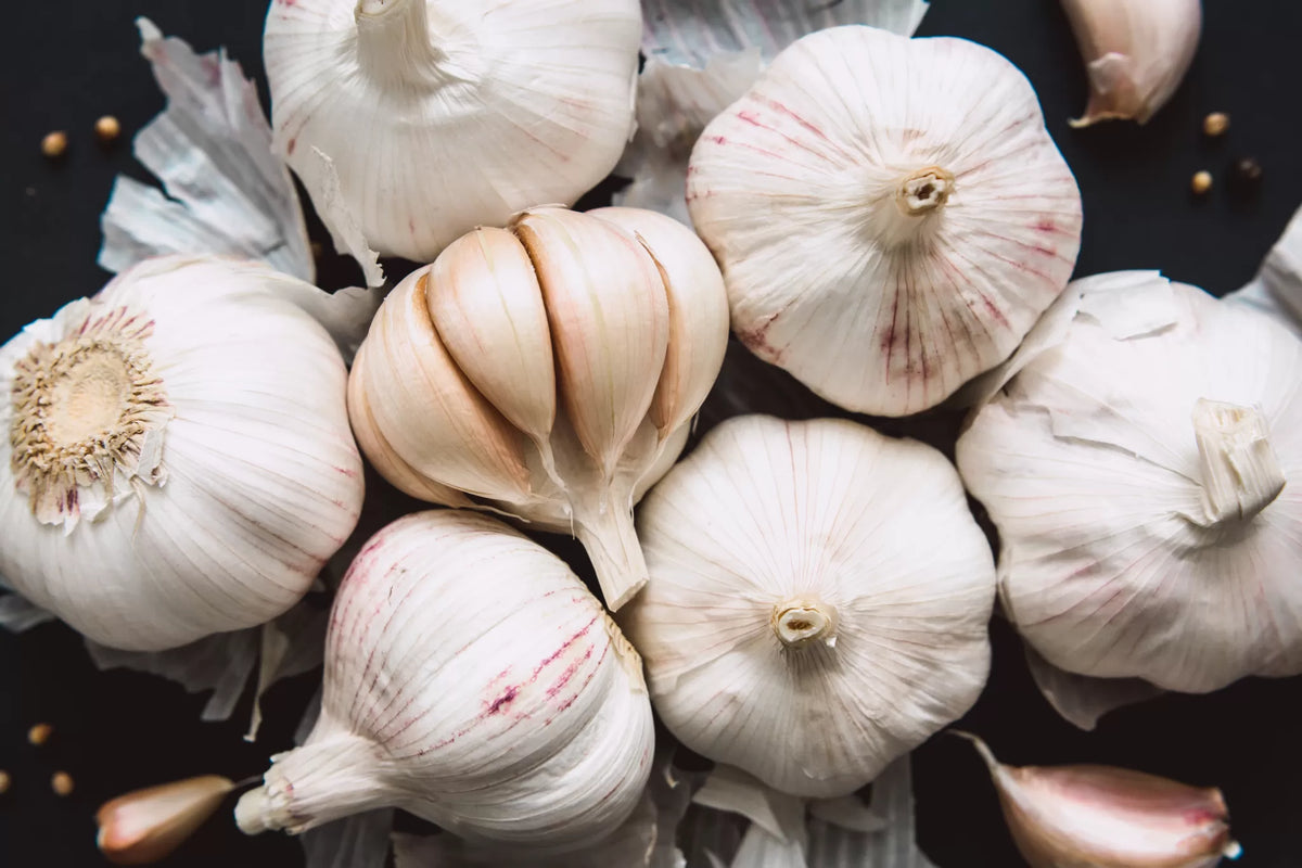 Nutritious Garlic Seeds for Growing Flavorful Vegetables for Planting, Premium Seeds | Heirloom Non-GMO - Evergrowseeds