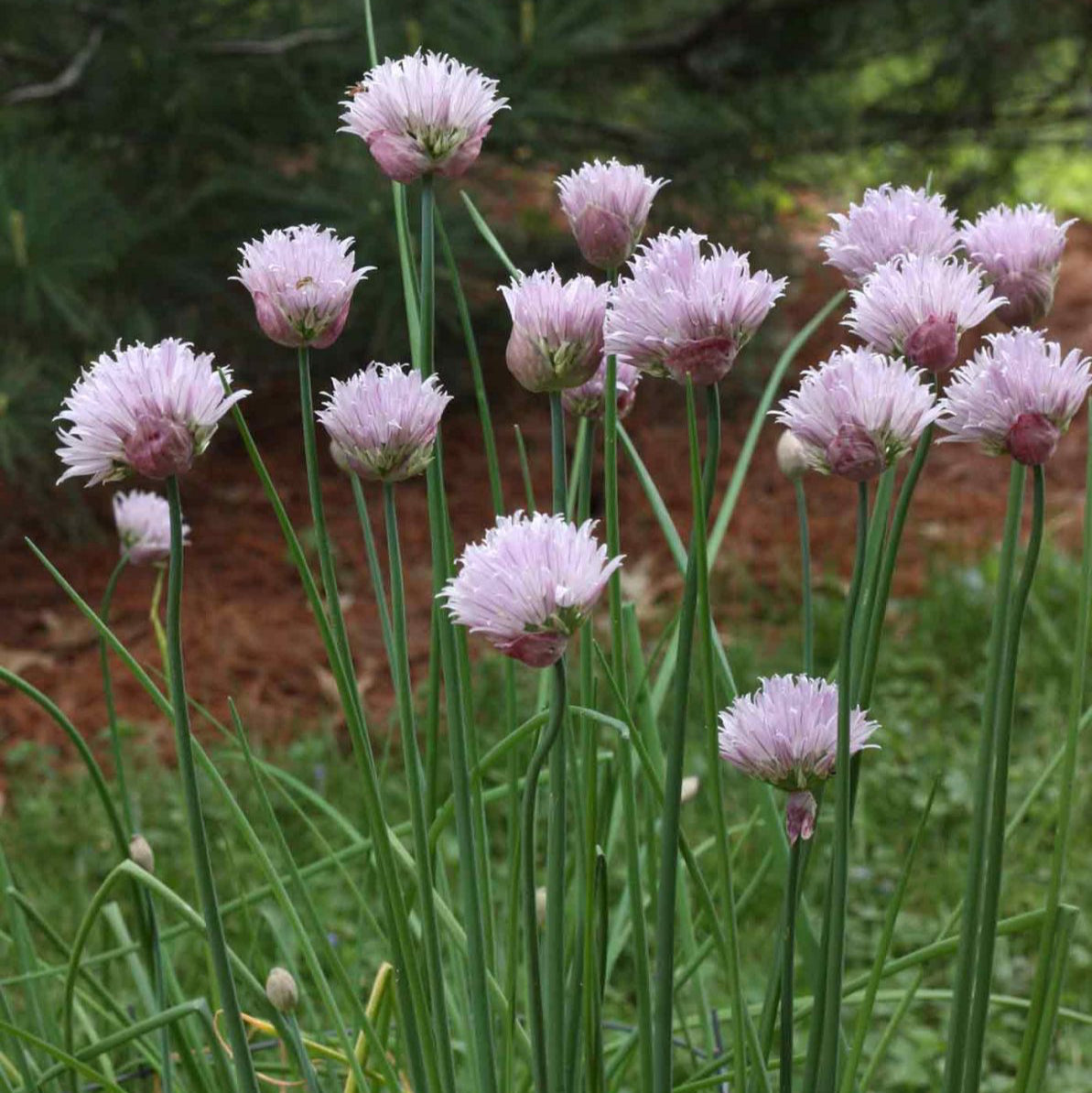 Non-GMO Chive Seeds – Flavorful Kitchen Herb for Home Gardening