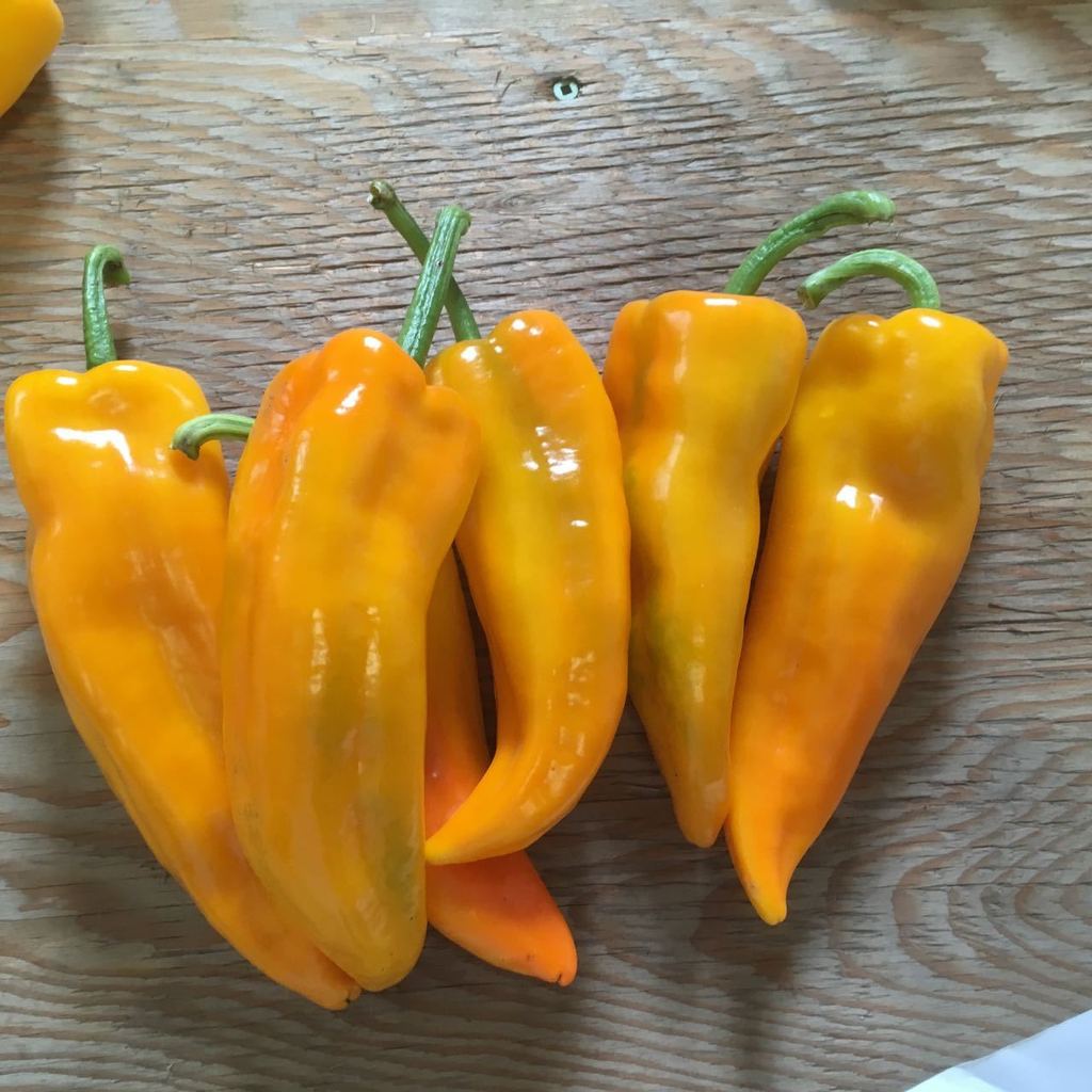 Pepper Seeds Gold Marconi Hybrid Paprika Seeds - Evergrowseeds