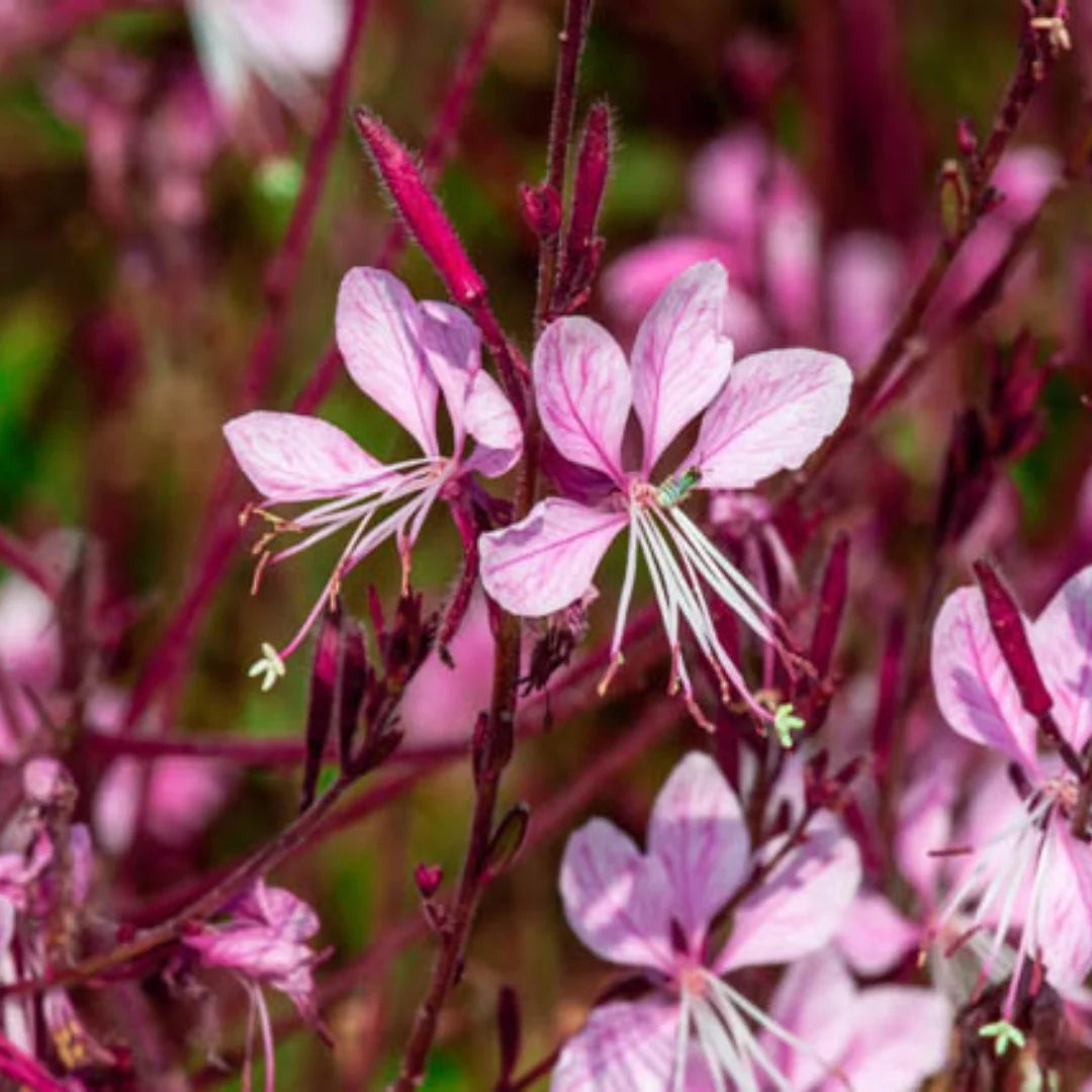 Pink Gaura Flower seeds for Planting - Cottage Garden Essential, Heirloom & GMO Free Seeds for Home Garden