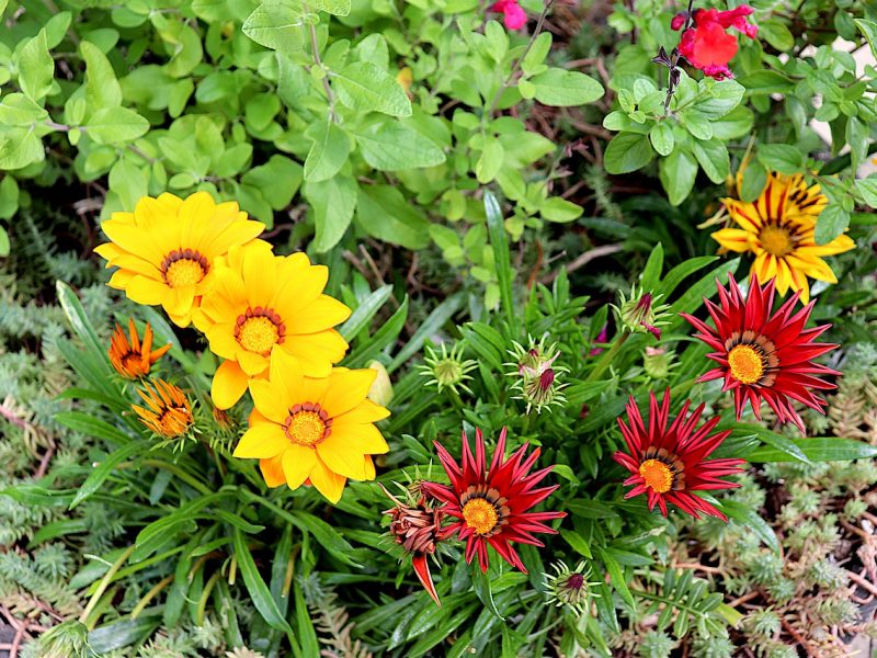 Gray Gazania Flower Seeds for Planting - Compact Growth, Heirloom & GMO Free Seeds for Home Garden
