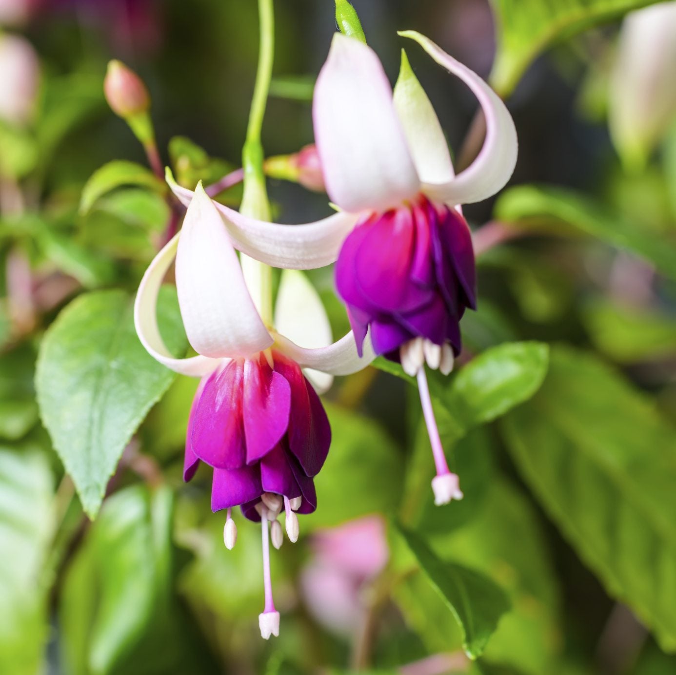 Purple Fuchsia Flower seeds for Planting - Seasonal Bloomer, Heirloom & GMO Free Seeds for Home Garden
