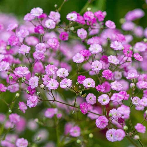 Rose Pink Gypsophila Paniculata Flower Seeds for Planting Drought Tolerant Heirloom & GMO Free Seeds for Home Garden
 
 Sale