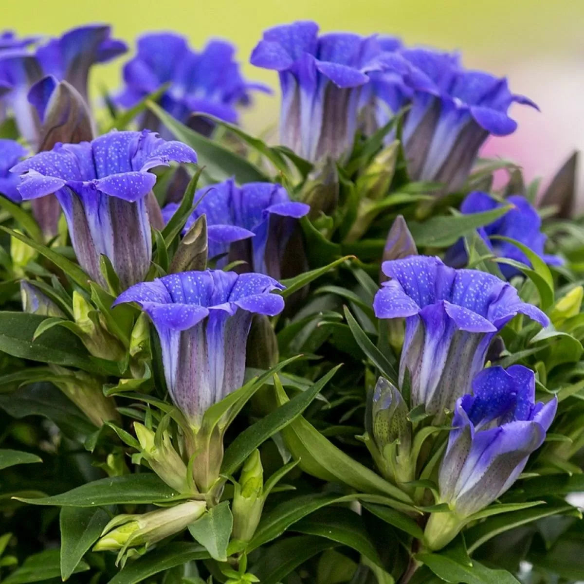 Purple Blue Gentian Flower Seeds – Vibrant Colors Heirloom & NonGMO Seeds for Home Garden
 
 Sale