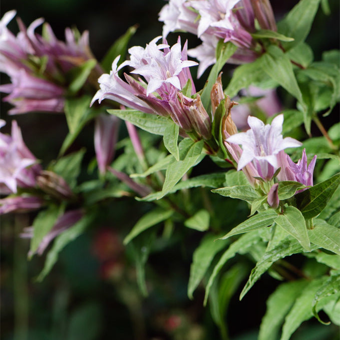 Lavender Gentiana Asclepiadea Flower seeds for Planting - Long Bloom Season, Heirloom & GMO Free Seeds for Home Garden