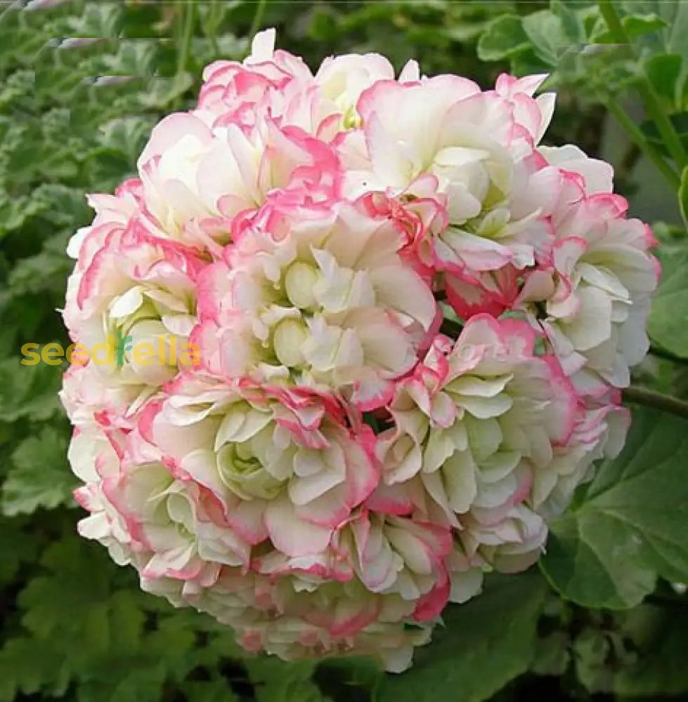 Geranium Apple Blossom Planting Seeds For Vibrant Garden Blooms Flower