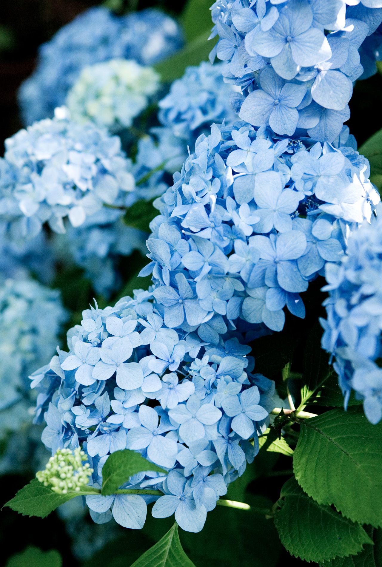 Deep Blue Geranium Flowers Blooming in Garden