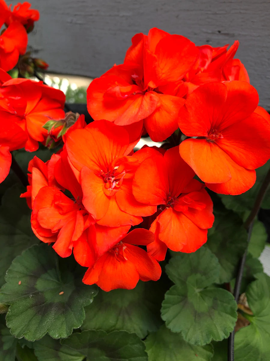 Geranium Light Orange Flower seeds for Planting - Cut Flower Favorite, Heirloom & GMO Free Seeds for Home Garden