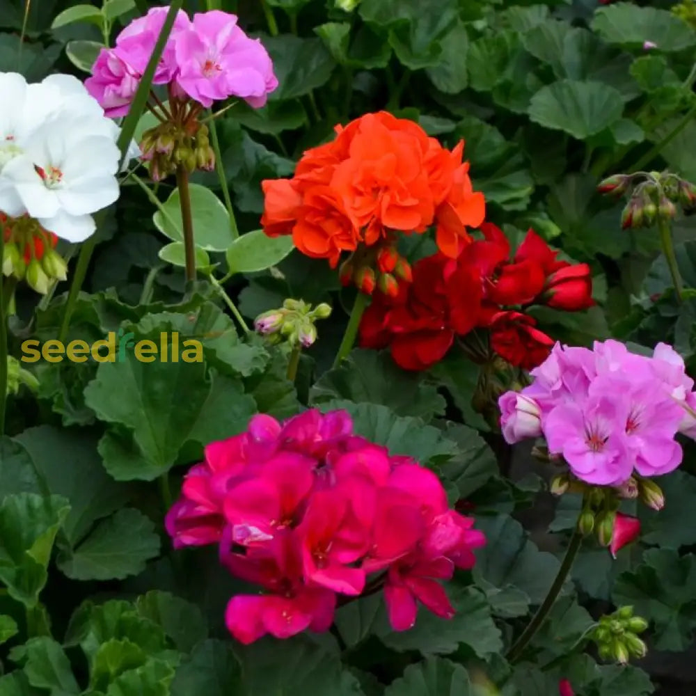 Geranium Mix Apple Blossom Seeds For Planting  Vibrant Annual Flowering Plants Flower