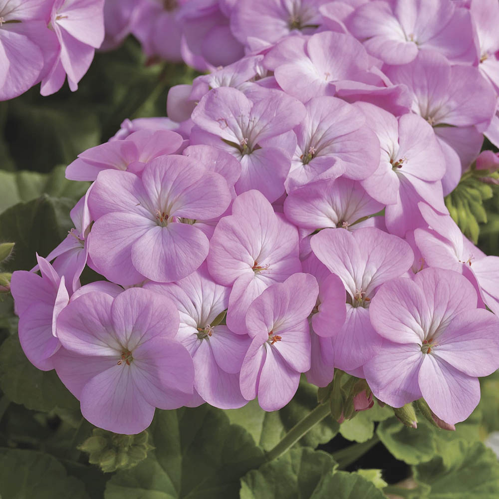 Violet Univalve Geranium Flower Seeds for Planting Perfect for Borders Heirloom & GMO Free Seeds for Home Garden
 
 Sale