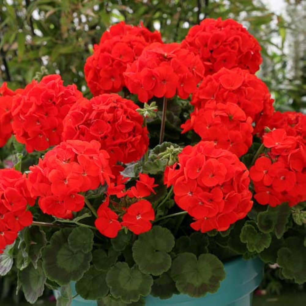 Non-GMO Geranium Flower Seeds for Home and Garden Use