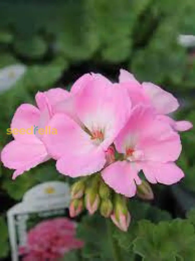 Geranium Pink Flower Planting Seeds For A Vibrant Garden