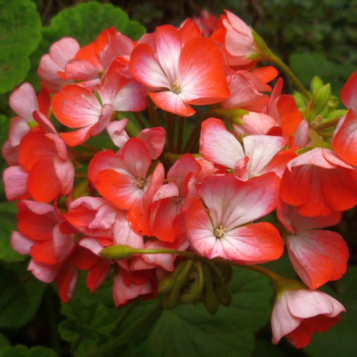 White Orange Pelargonium Flower Seeds for Planting Cottage Garden Essential Heirloom & GMO Free Seeds for Home Garden
 
 Sale