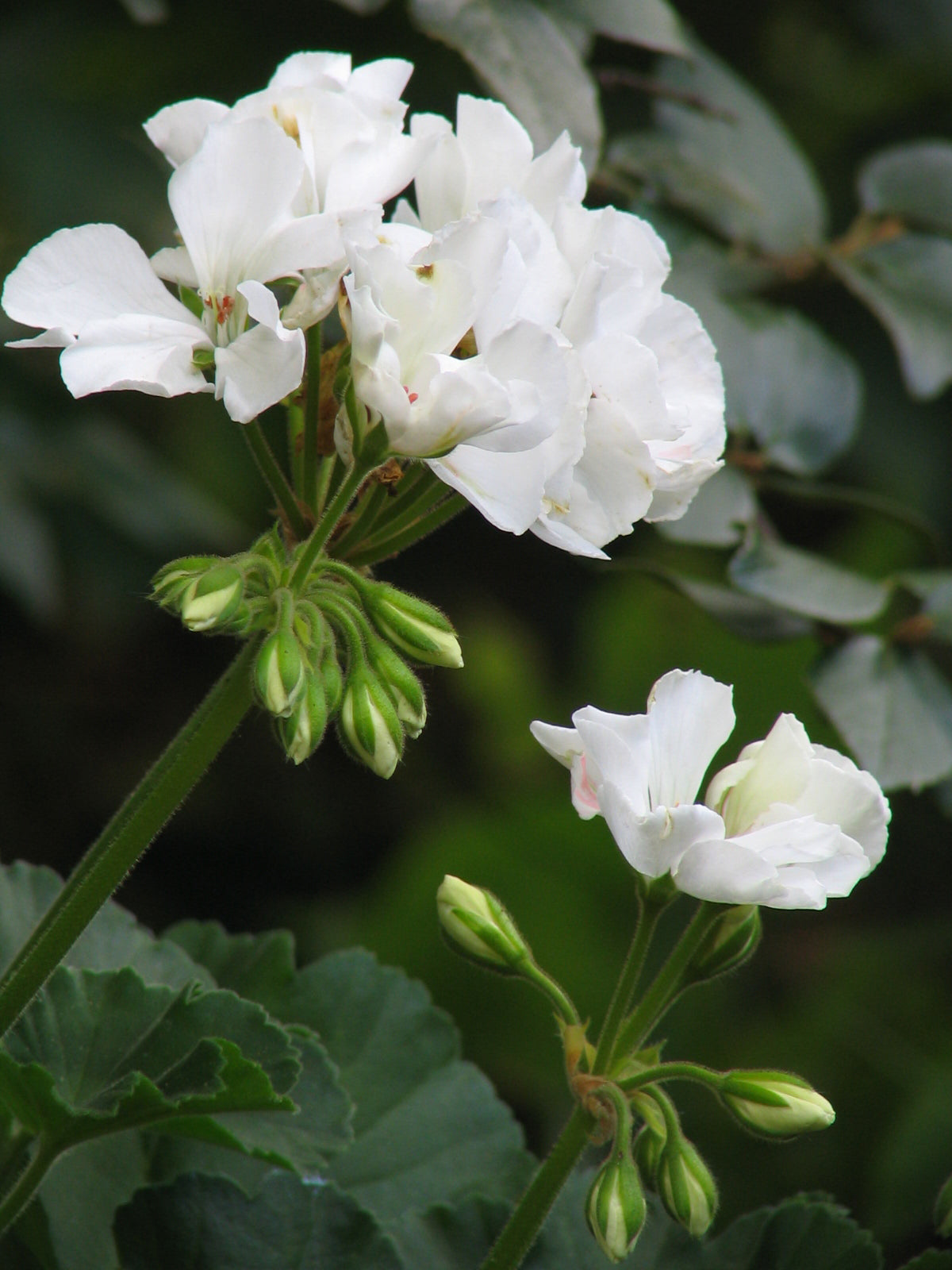 White Geranium Flower Seeds for Planting | Easy-to-Grow Annual Flower Seeds