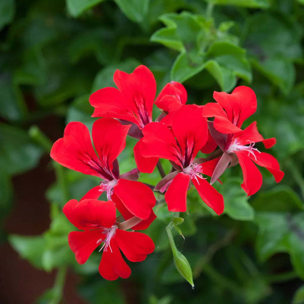 Pelargonium Peltatum Flower seeds for Planting Premium Quality Heirloom & GMO Free Seeds for Home Garden