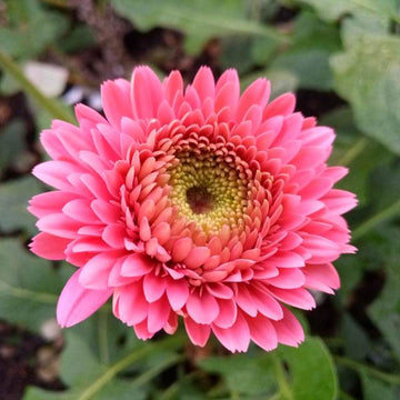 Gerbera Flower seeds for Planting - Premium Quality, Heirloom & GMO Free Seeds for Home Garden