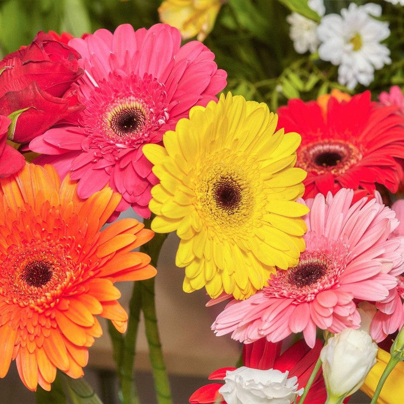Gerbera Flower Seeds – Organic Non-GMO Bright Daisy Blooms for Gardens