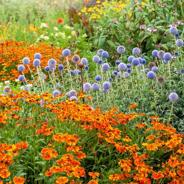 Mixed Color Perennial Flower Seeds for Planting Cut Flower Favorite Heirloom & GMO Free Seeds for Home Garden
 
 Sale