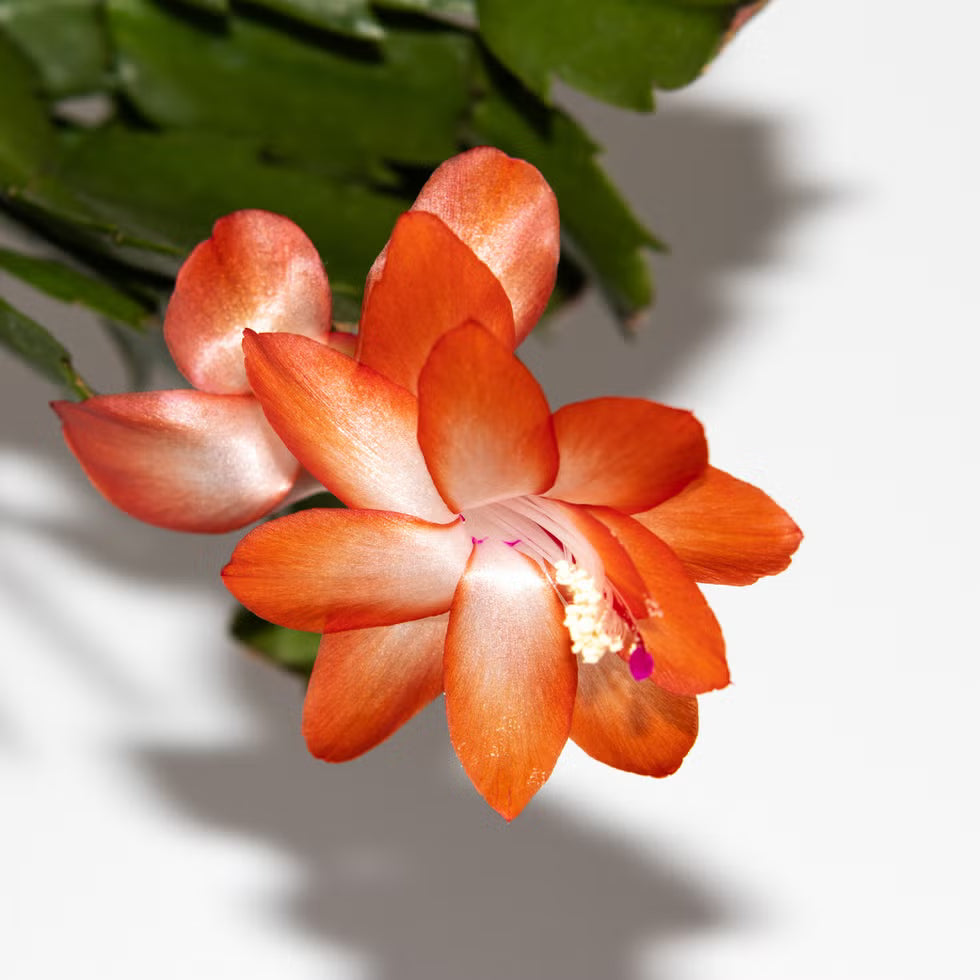 Orange Schlumbergera Flower seeds for Planting - Colorful Display, Heirloom & GMO Free Seeds for Home Garden