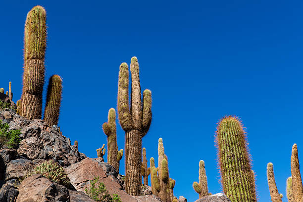Giant Cardon Seeds For Easy Planting In Desert Landscapes Plant Seeds