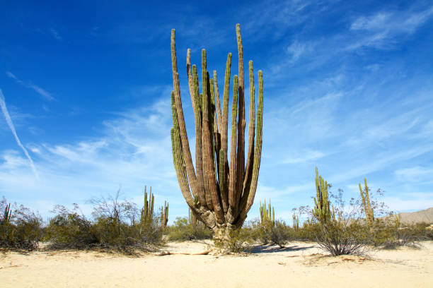 Giant Cardon Seeds For Easy Planting In Desert Landscapes Plant Seeds