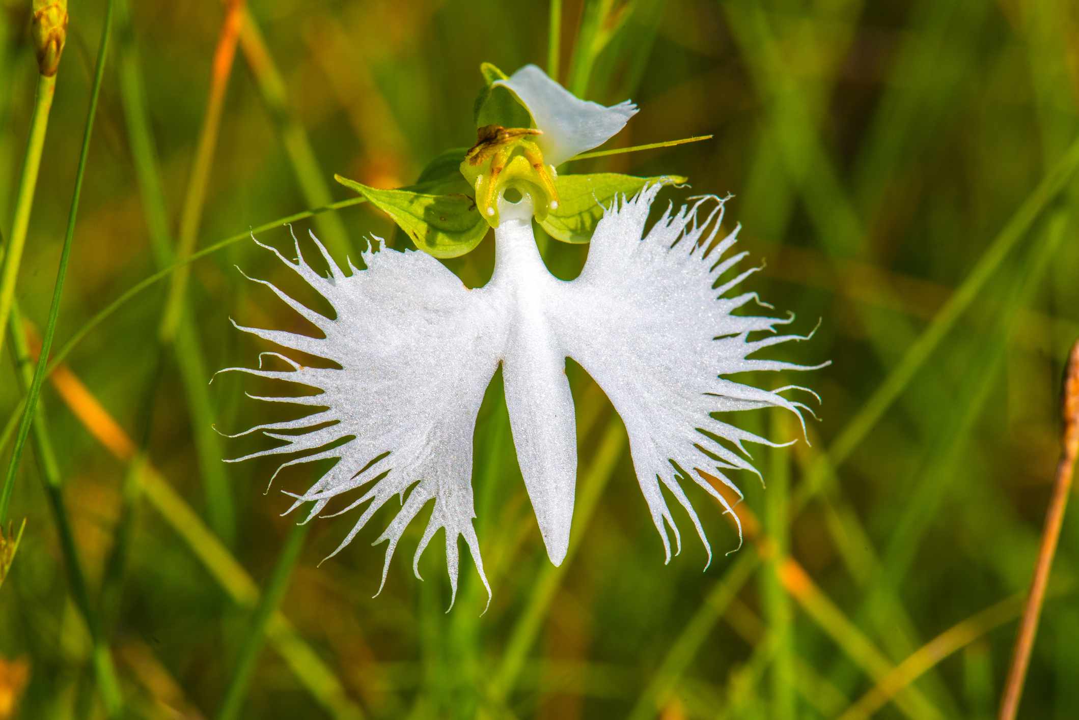 Egret Orchid Seeds for Planting  Create a Stunning Garden Display - Evergrowseeds