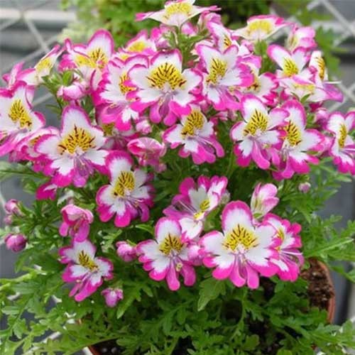 Schizanthus Tinkerbell Flower seeds for Planting Sun Loving Heirloom & GMO Free Seeds for Home Garden