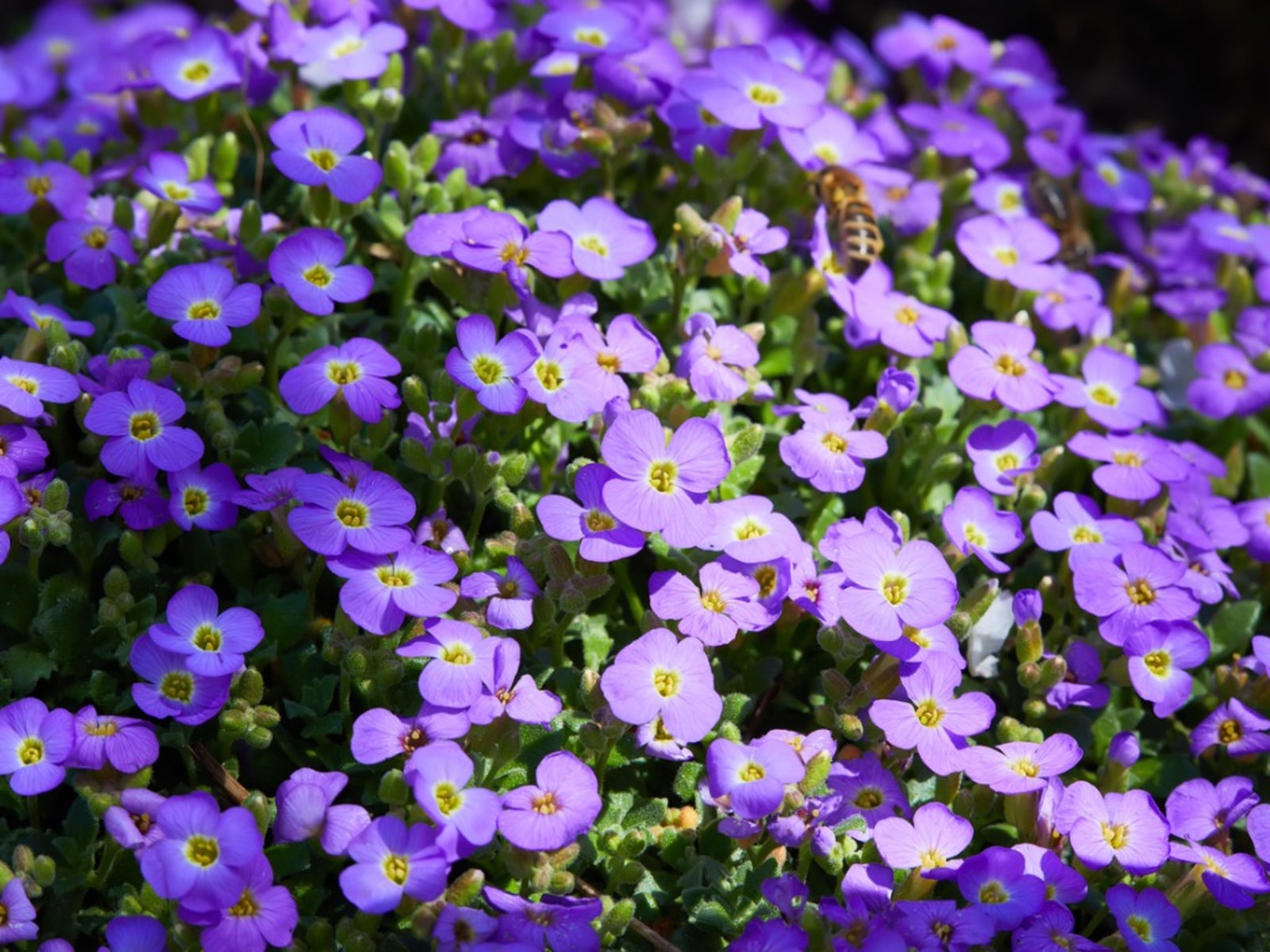 Rock Cress Flower Seeds for PlantingSnow Peak Wildflower Mix Heirloom & GMO Free Seeds for Home Garden
 
 Sale