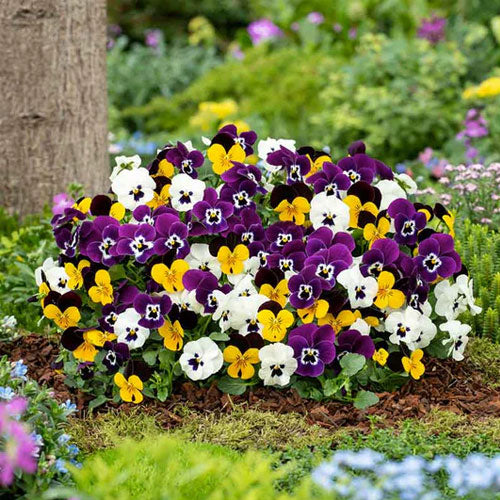 Wanchen Pansy Flower seeds for Planting Easy to Grow Heirloom & GMO Free Seeds for Home Garden