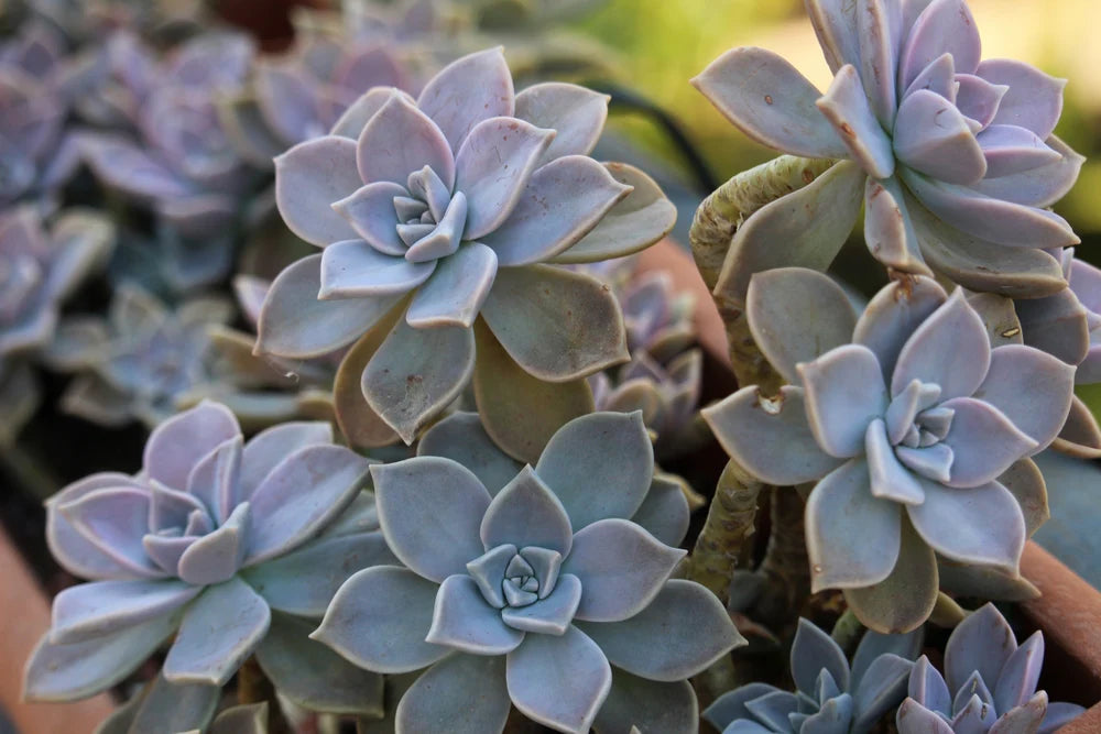 Succulent Flower seeds for Planting Sun Loving Heirloom & GMO Free Seeds for Home Garden