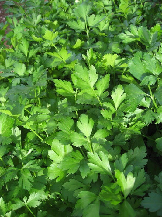 Giant Italian Flat Leaf Parsley seeds